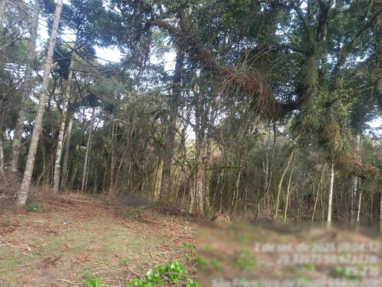 Terreno - São Francisco de Paula - RS