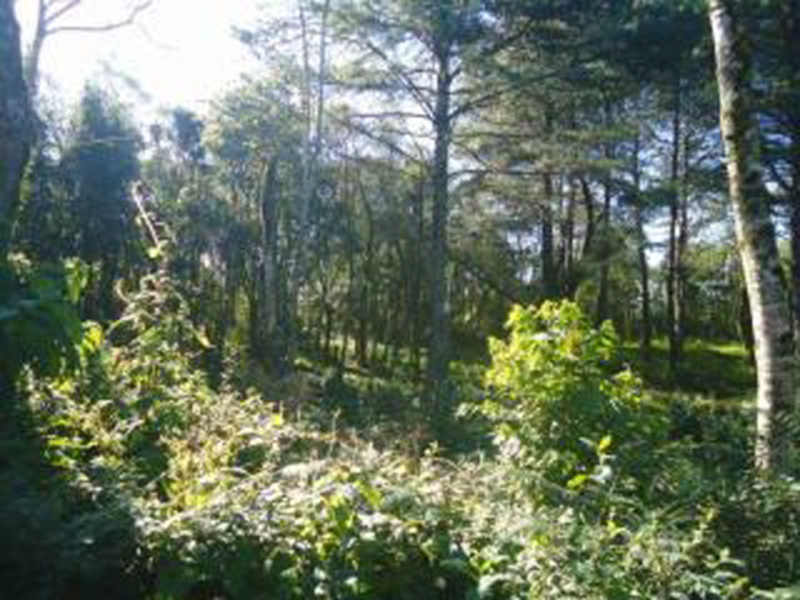 Imagem do imóvel Terreno - Gramado - RS