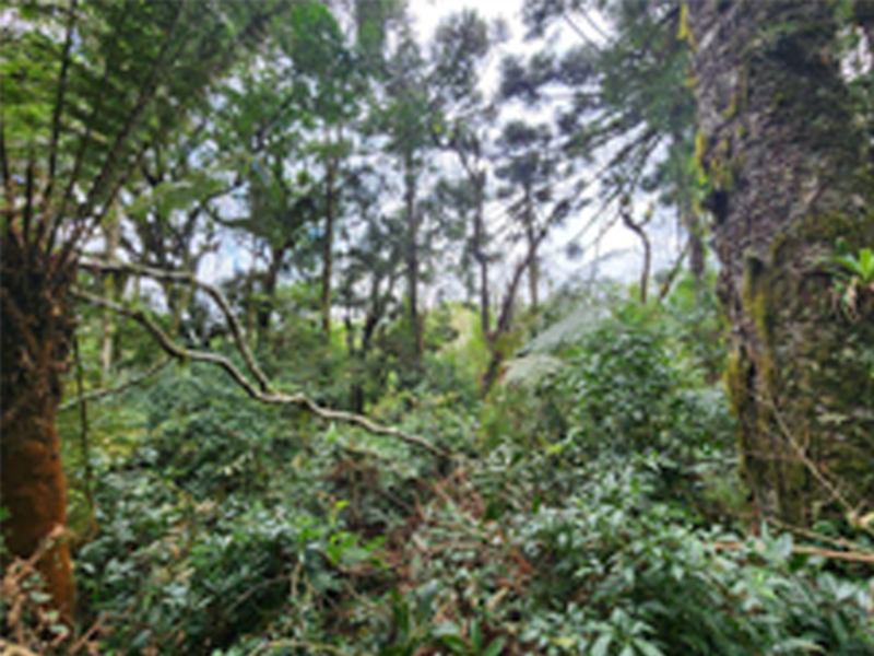 Terreno no Santa Teresinha (foto 2 de 16)