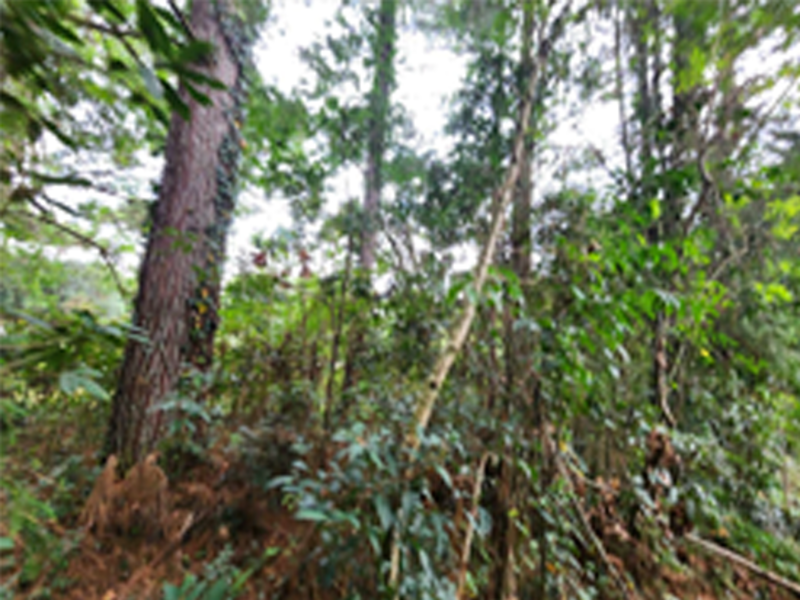 Terreno no Santa Teresinha (foto 11 de 16)
