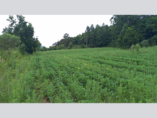 Imóvel rural em leilão em Segredo