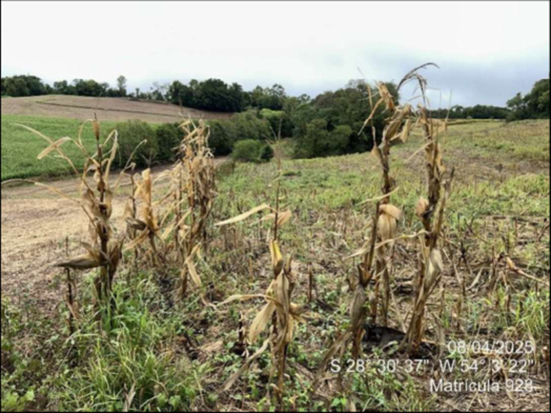 Terreno (foto 62 de 63)