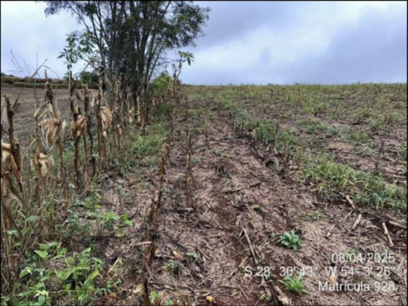 Terreno (foto 61 de 63)