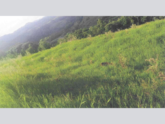 Terreno em leilão em Itá