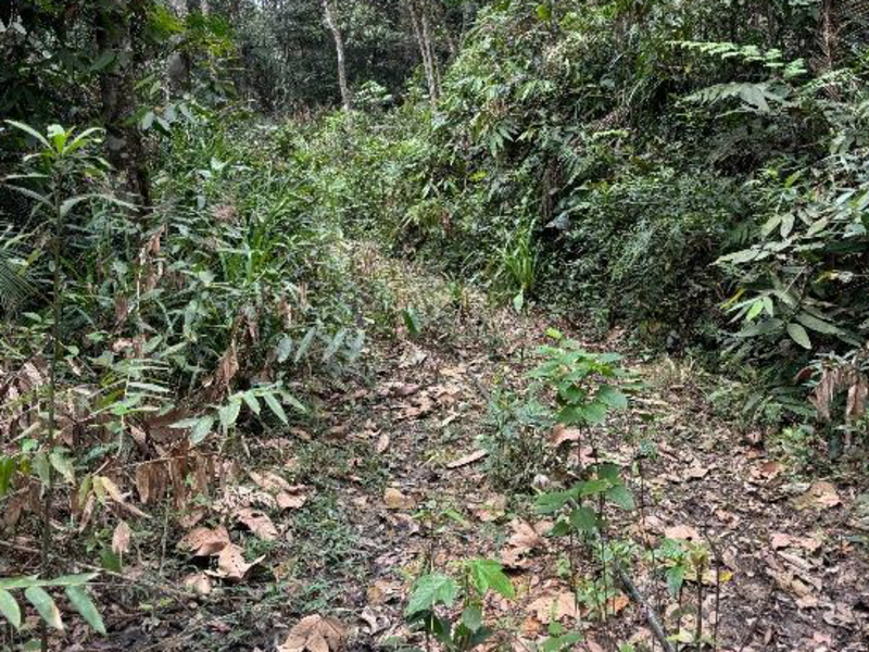 Terreno (foto 8 de 15)